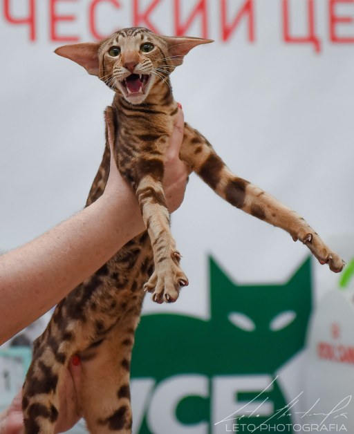 Ориентальный кот Ch. Ideal Dulce Deity*RU chocolate blotched — портрет производителя питомника в Москве