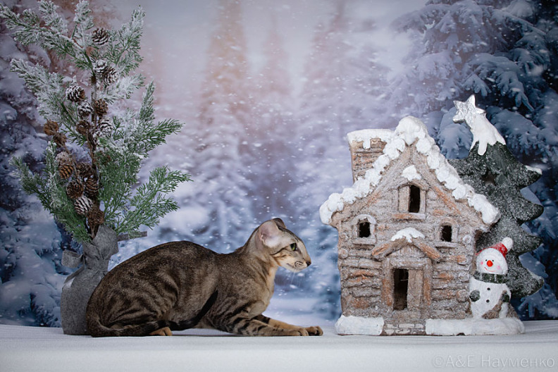 Ориентальная кошка Злата — портрет